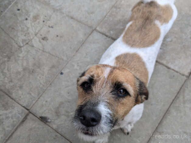 Jack Russell for sale in Abergele, Conwy - Image 2