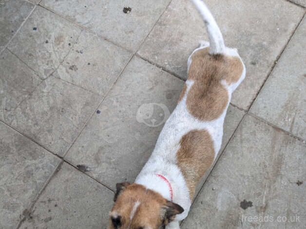 Jack Russell for sale in Abergele, Conwy - Image 3