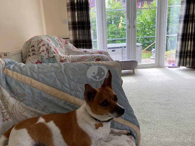 Jack russell for sale in Aylesbury, Buckinghamshire