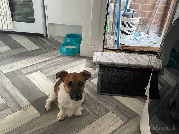 Jack russell for sale in Bolton, East Lothian