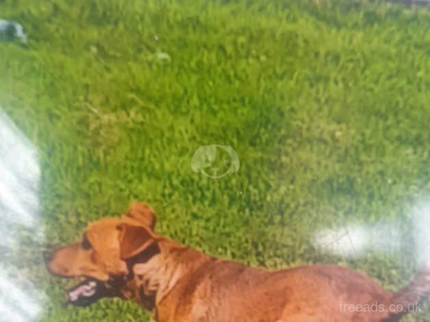 Jack russell for sale in Bridgend - Image 3