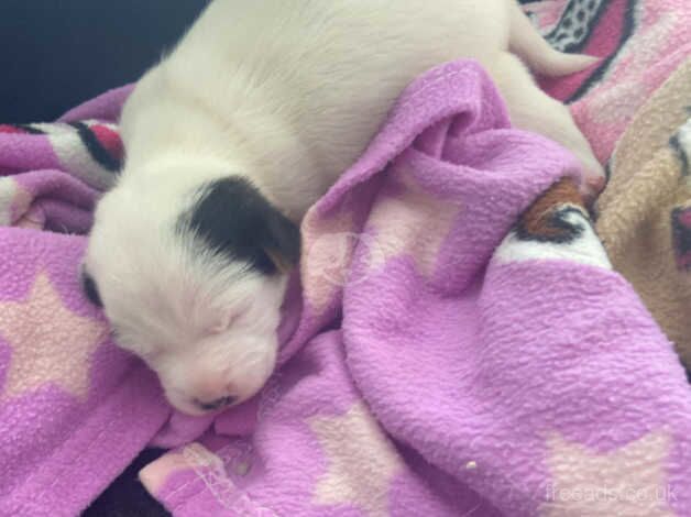 Jack Russell for sale in Bridlington, East Riding of Yorkshire