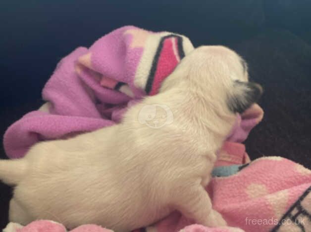 Jack Russell Puppies for sale in East Riding of Yorkshire