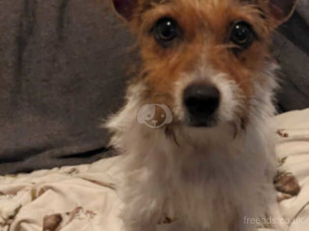 Jack Russells for sale in Brierley Hill, West Midlands