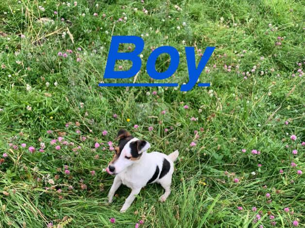 Jack Russell for sale in Somerset - Image 4