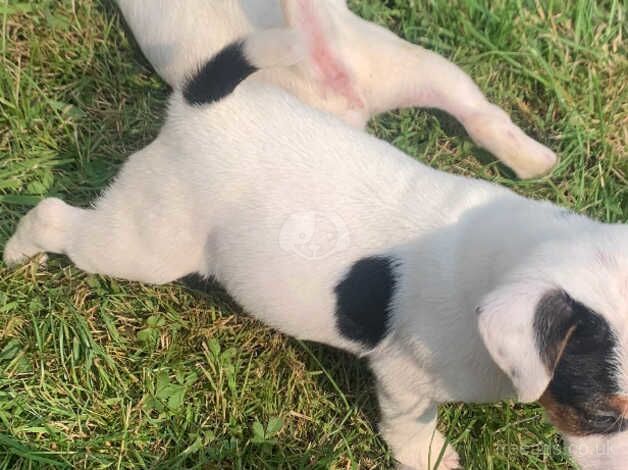 Jack Russell for sale in Bristol