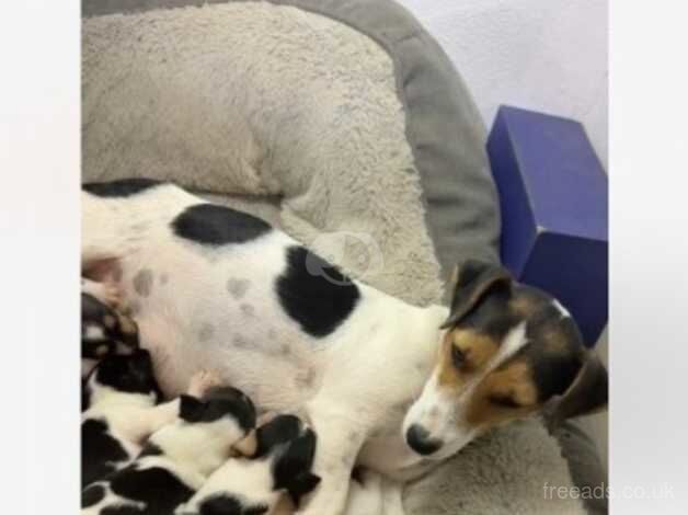 Jack Russell for sale in Bromley, Bromley, Greater London