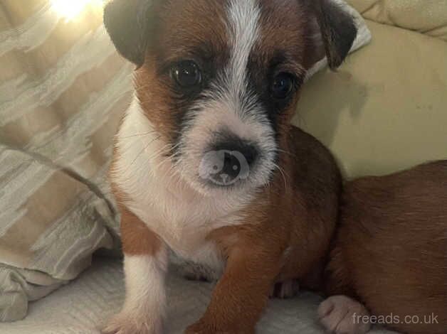 Jack Russell for sale in Cardiff/Caerdydd, Cardiff