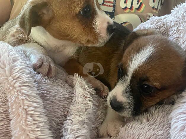 Jack Russell Puppies for sale in Cardiff