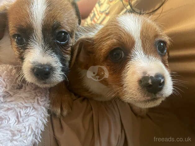 Jack Russell Puppies for sale