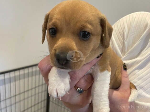 Jack Russell Puppies for sale in East Ayrshire