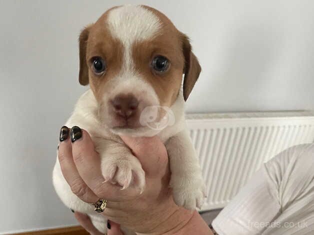 Jack Russell Puppies for sale