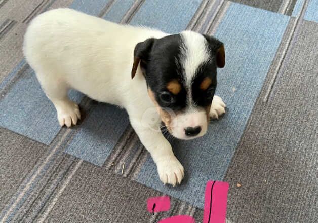 Jack Russell for sale in Doncaster, South Yorkshire