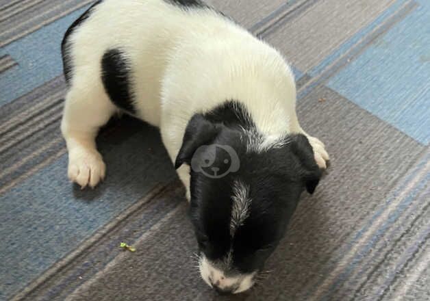 Jack Russell for sale in Doncaster, South Yorkshire - Image 4