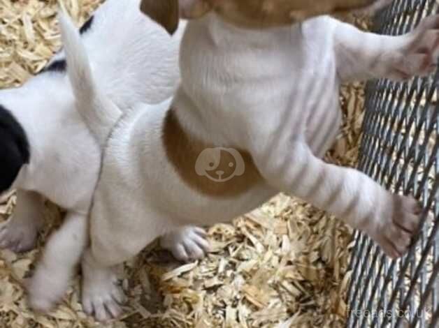 Jack Russell for sale in Dudley, Tyne and Wear