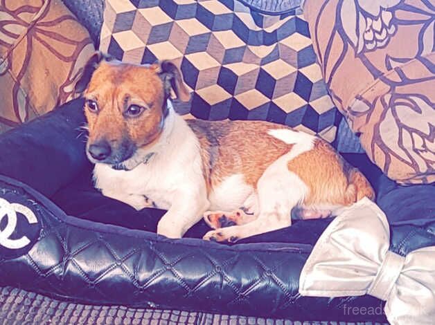 Jack russell for sale in Enniskillen, Fermanagh