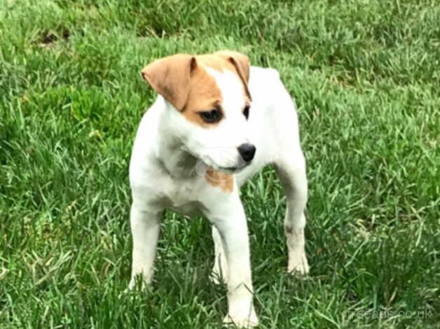 Jack Russell for sale in Exeter, Devon