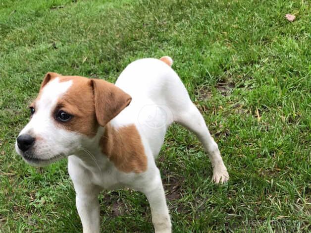 Jack Russells for sale in Exeter, Devon