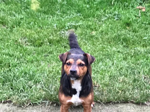 Jack Russell Puppies for sale in Devon