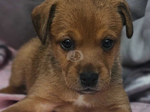 Jack Russell for sale in Frome, Somerset - Image 3