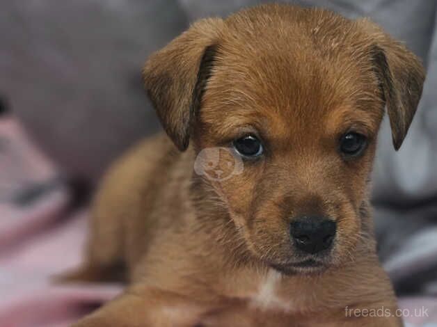 Jack Russell for sale in Frome, Somerset - Image 5