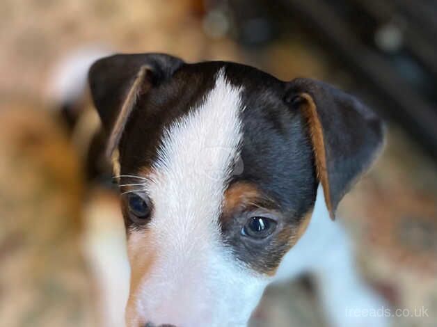 Jack Russell for sale in Bishop's Hull, Somerset