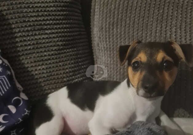 Jack Russell for sale in Kingston upon Hull, East Riding of Yorkshire