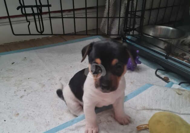 Jack Russell Puppies for sale in East Riding of Yorkshire