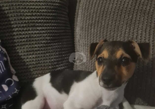 Jack Russell Puppies for sale