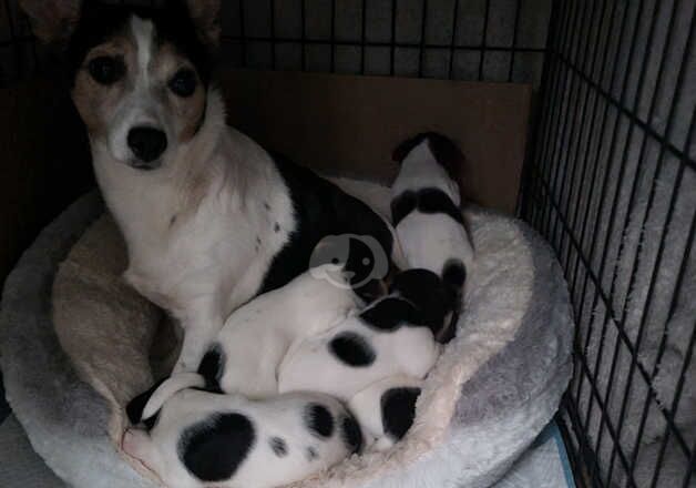 Jack Russell for sale in Kingston upon Hull, East Riding of Yorkshire - Image 5