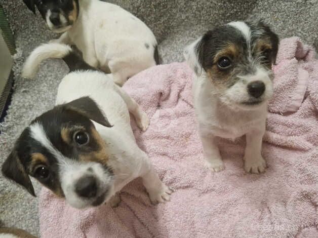 Jack russell for sale in Lanark, South Lanarkshire