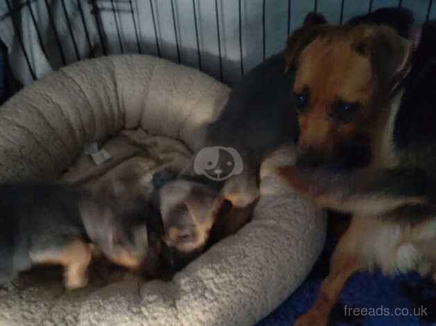 Jack Russell for sale in Leeds, West Yorkshire - Image 3