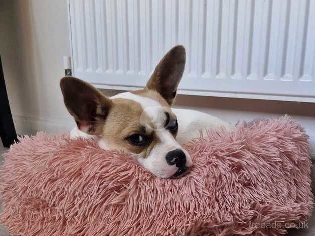 Jack russell for sale in Leicester, Leicestershire