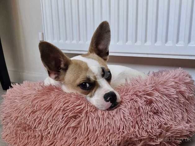 Jack russell for sale in Leicester, Leicestershire - Image 2