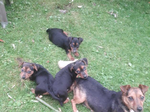 Jack Russell for sale in Liskeard, Cornwall - Image 1