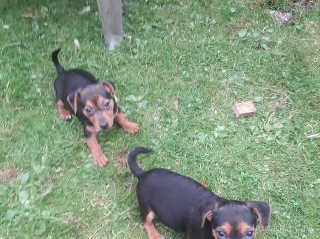 Jack Russell for sale in Liskeard, Cornwall - Image 3