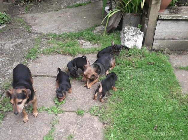 Jack Russell for sale in Liskeard, Cornwall - Image 4