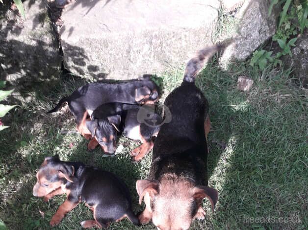 Jack Russell for sale in Liskeard, Cornwall - Image 5