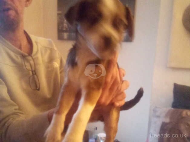 Jack Russell for sale in Liverpool, Merseyside