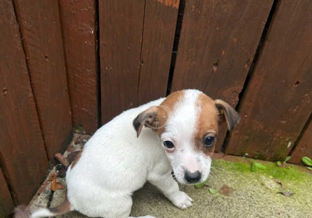 Jack Russell for sale in Marden, Tyne and Wear