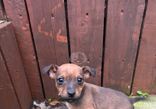 Jack Russells for sale in Marden, Tyne and Wear