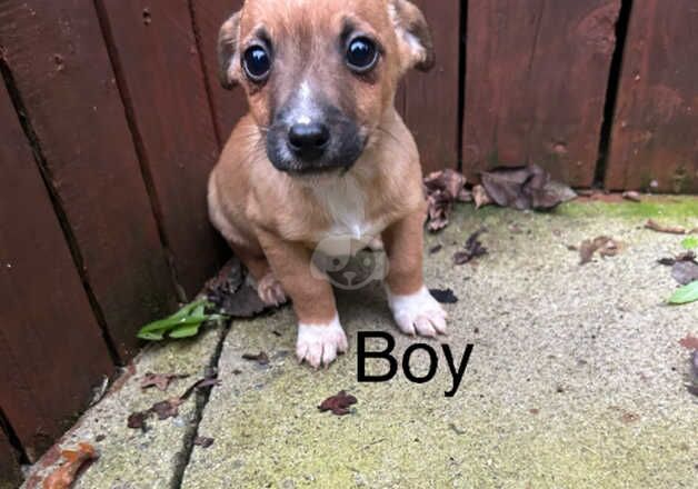 Jack Russell for sale in Marden, Tyne and Wear - Image 3