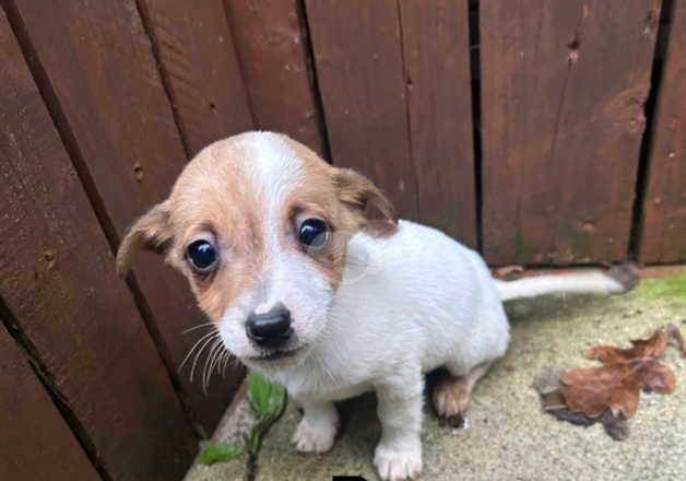 Jack Russell Puppies for sale