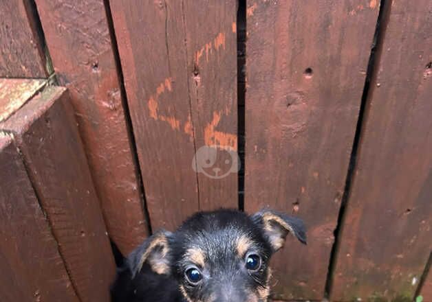 Jack Russell for sale in Marden, Tyne and Wear - Image 5