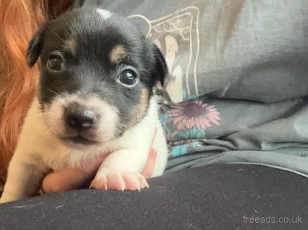 Jack Russell Puppies for sale in Pembrokeshire