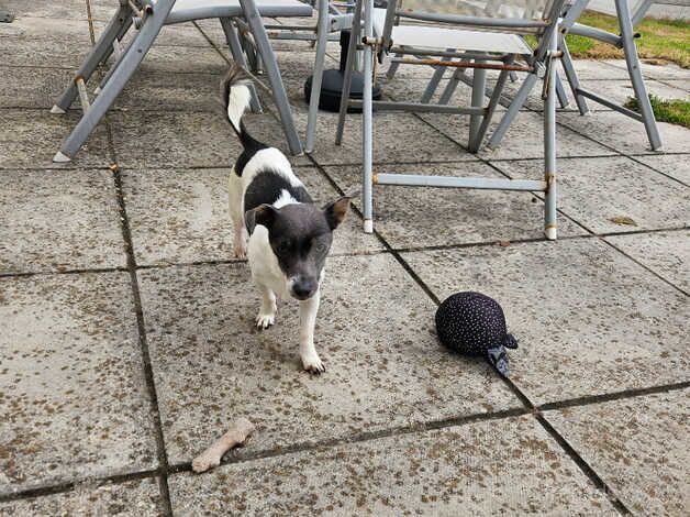 Jack Russell Puppies for sale