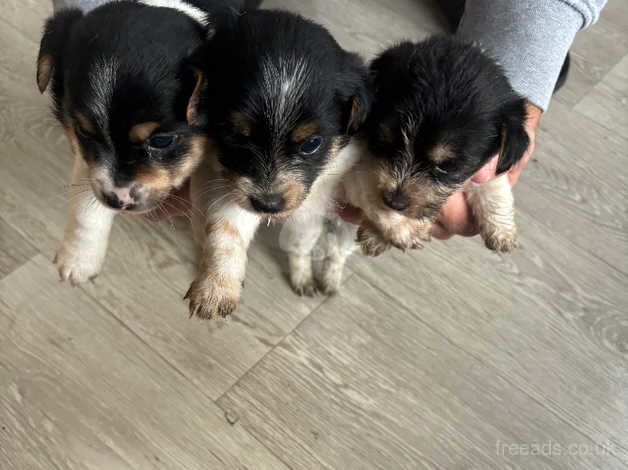 Jack Russell for sale in Poole, North Yorkshire - Image 3