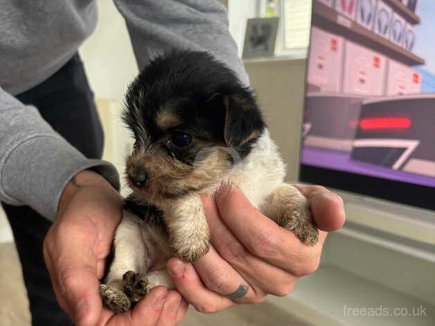 Jack Russell for sale in Poole, North Yorkshire - Image 4