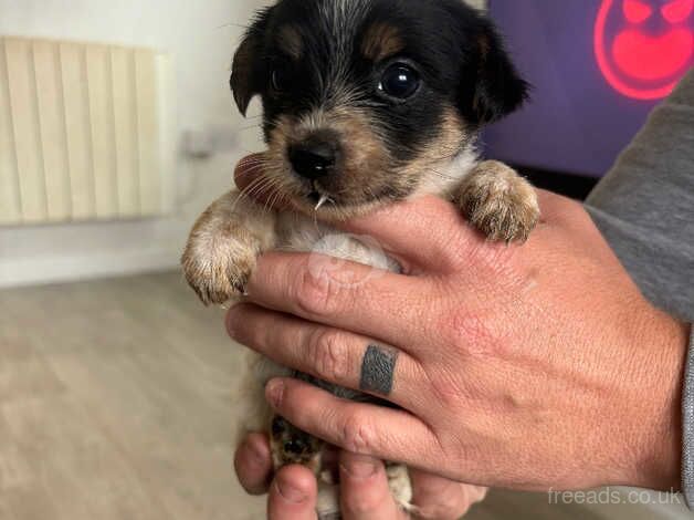 Jack Russell for sale in Poole, North Yorkshire - Image 5