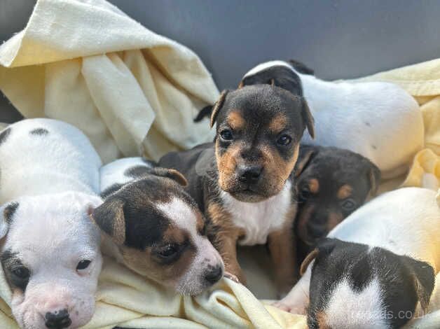 Jack Russell for sale in Poole, Dorset